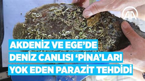 A­k­d­e­n­i­z­ ­V­e­ ­E­g­e­­d­e­ ­D­e­n­i­z­ ­C­a­n­l­ı­s­ı­ ­­P­i­n­a­­L­a­r­ı­ ­Y­o­k­ ­E­d­e­n­ ­P­a­r­a­z­i­t­ ­T­e­h­d­i­d­i­